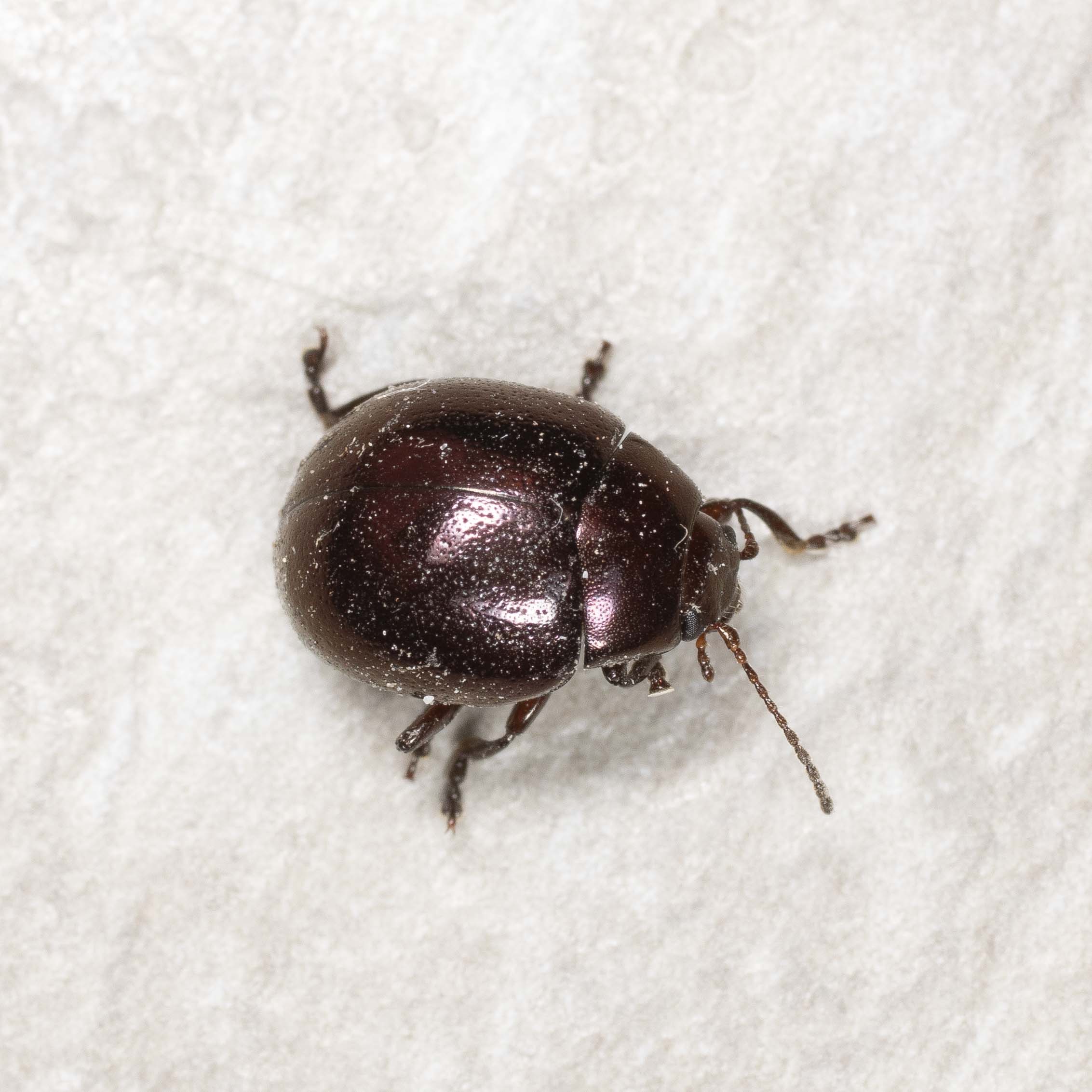 Chrysomelidae: Chrysolina crassicollis?